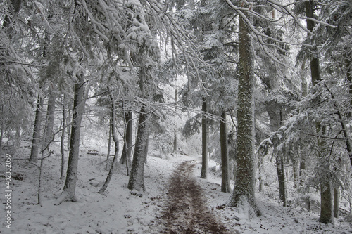 Wallpaper Mural Heidenmauer Weg am Mont Saint Odile in den Vogesen Torontodigital.ca