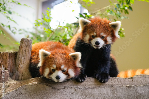 red panda twins