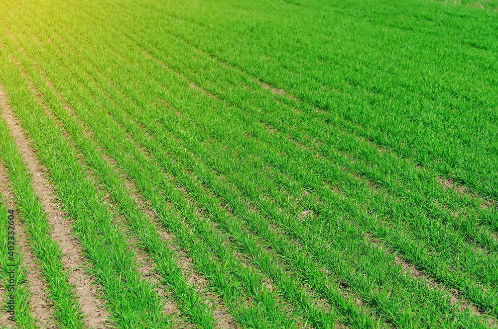 Young winter green wheat in the field