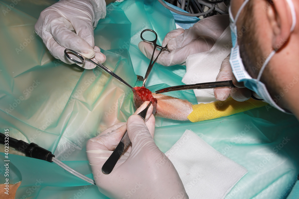 A Veterinary Surgeon removes a tumor from under the tail of a Labrador Retriever puppy