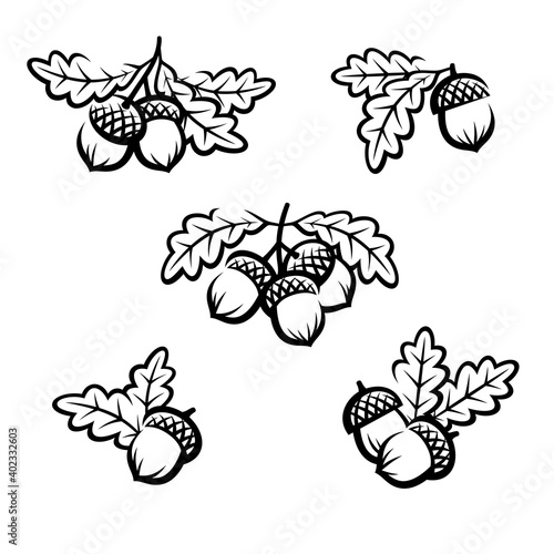 Acorns set. Collection icon acorns. Vector