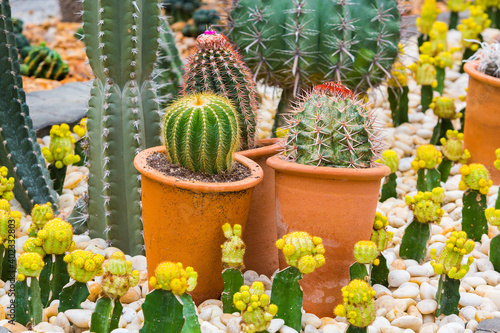 Cactus displayed in the garden of many colors