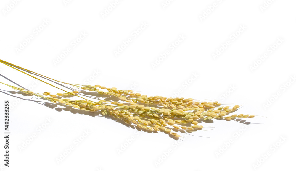 Ears of rice isolated on white background Ears of rice isolated on white background