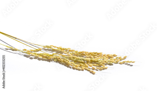 Ears of rice isolated on white background