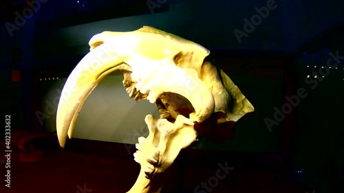 The skull of a prehistoric Sabretooth Tiger on display. photo