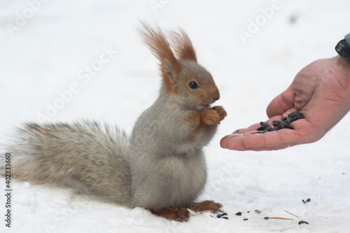 Close-up of a squirrel sitting in the snow and eating seeds from hand