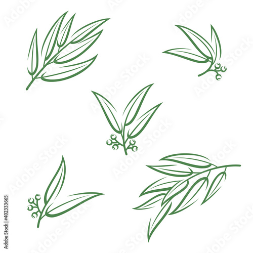Eucalyptus set. Collection icon eucalyptus. Vector