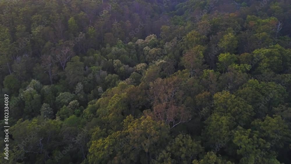 Dense australian eucalyptus and gum tree forest at blue hour. Aerial view of the new south wales woods, dark and moody Dense australian eucalyptus and gum tree forest at blue hour. Aerial view of the new south wales woods, dark and moody