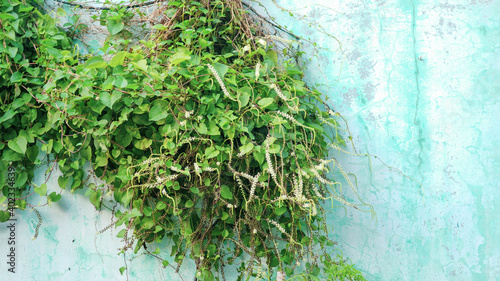 plants attached to the walls