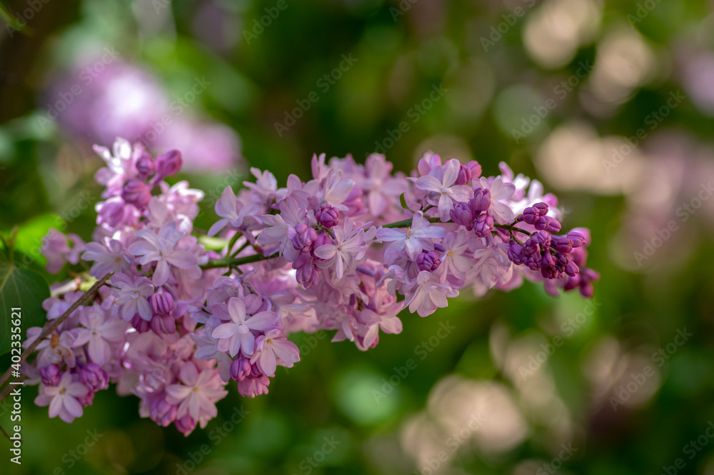 Syringa vulgaris violet purple flowering bush, groups of scented flowers on branches in bloom, common wild lilac tree