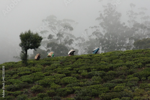 Tea pickers, Sri Lnaka photo