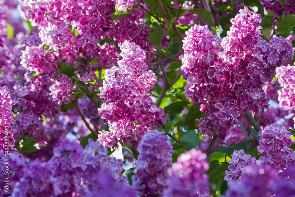 bush with purple lilac closeup