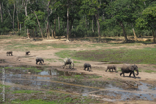 Waldelefanten auf der Dzanga Bai photo