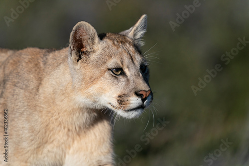 The Cougar  Puma concolor 