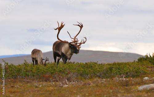 Rentierherde in Schweden im Herbst