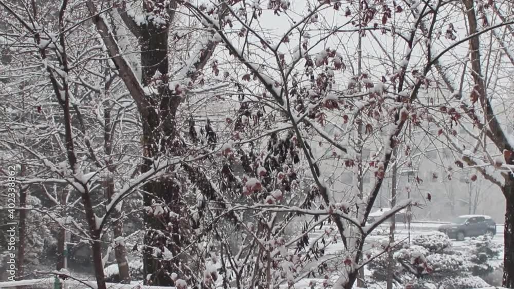 View of snow on ground and trees in a public park during winter