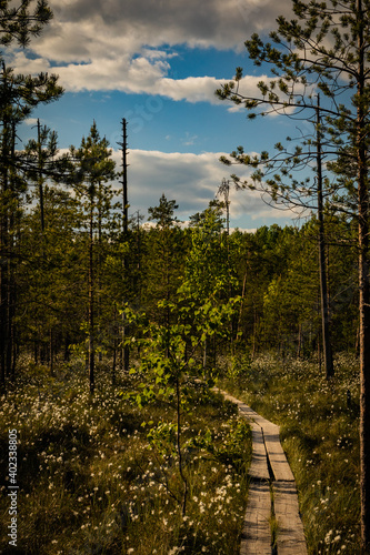 autumn in the forest