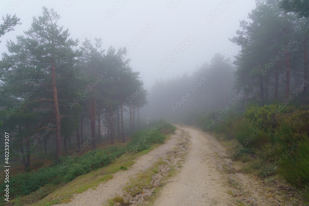 Thick fog landscape in the forest that prevents you from seeing clearly.
