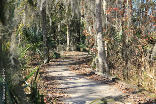 winter in the marsh swamp
