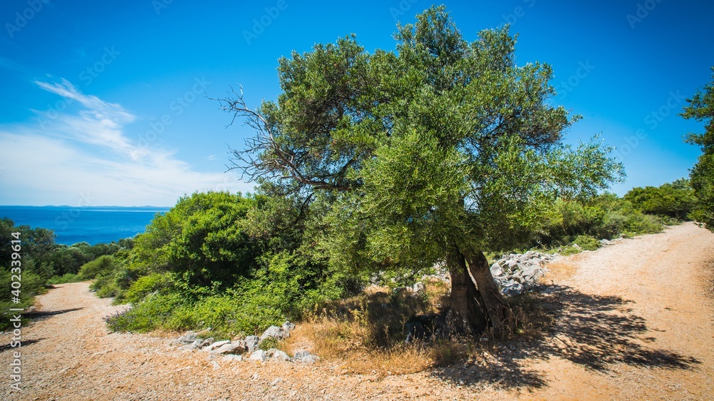 Olive Trees Garden, Mediterranean old olive field. Croatia olive grove, Lun, island Pag. - Image