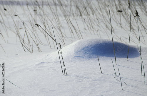 grass in snow and ice in the wild taiga photo