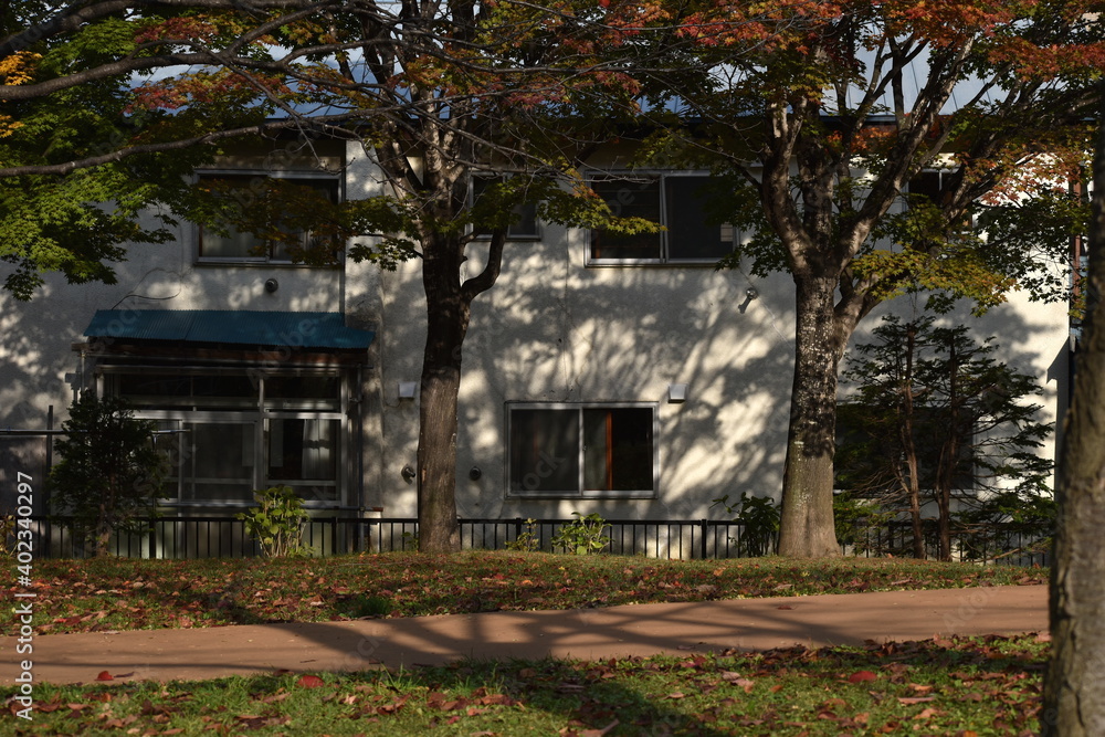 Obraz premium The shadows of the trees reflected on the wall in Sapporo Japan