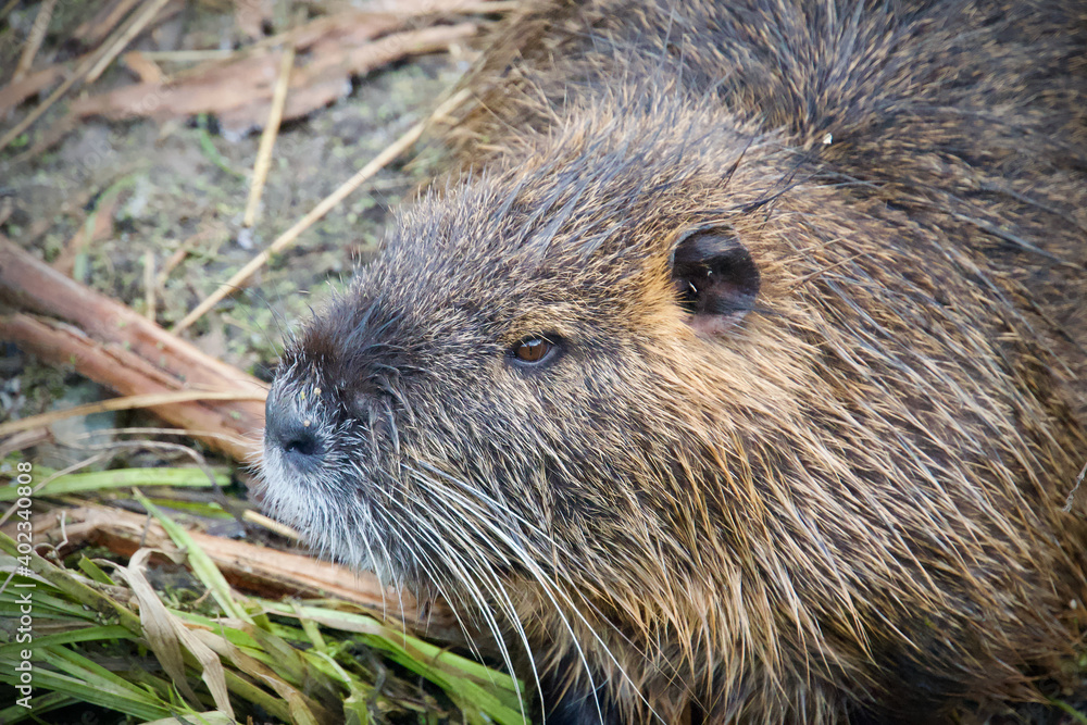 Wild nutria on the bank of a stream - Myocastor coypus Wild nutria on the bank of a stream - Myocastor coypus
