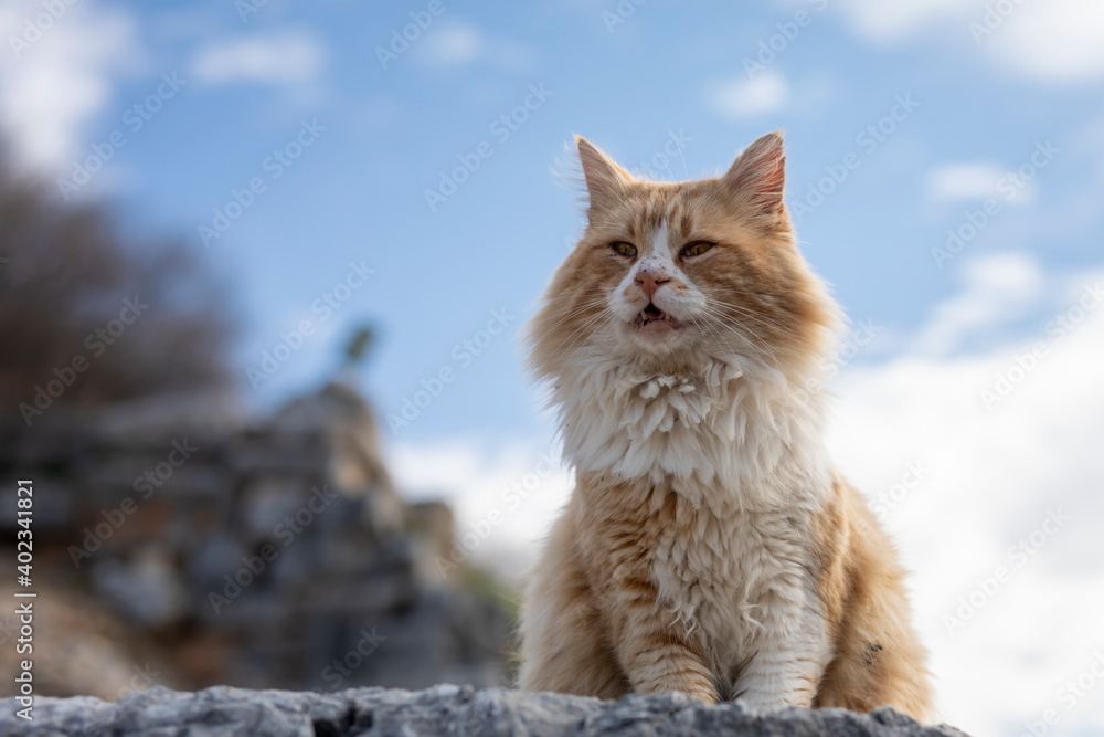 Cat and blue sky fluffy clouds in background, wonderful summer day