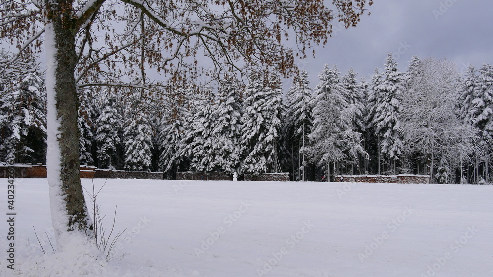 Obraz premium Winterlandschaft mit Brennholz