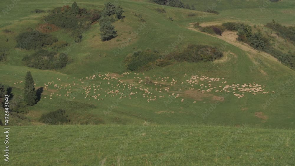 A flock of sheep on the grass eating and following sheep shepherd. A flock of sheep on the grass eating and following sheep shepherd.