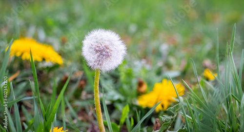 Yellow and white dandelion flowers in the garden among the green grass