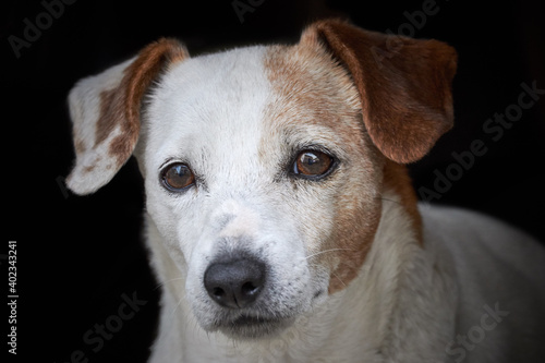 Jack Russell terrier isolated on black background