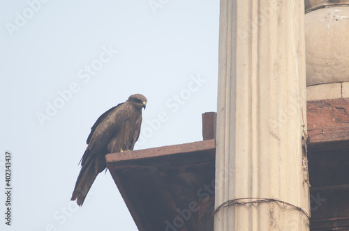 Black kite Milvus migrans perched on the cornice of a monument. Old Delhi. Delhi. India. photo