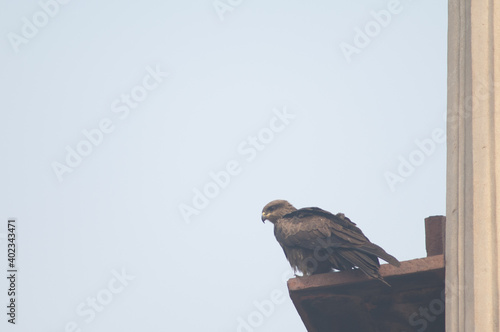 Black kite Milvus migrans perched on the cornice of a monument. Old Delhi. Delhi. India. photo