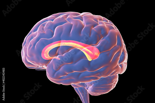 Human brain with highlighted Corpus callosum photo
