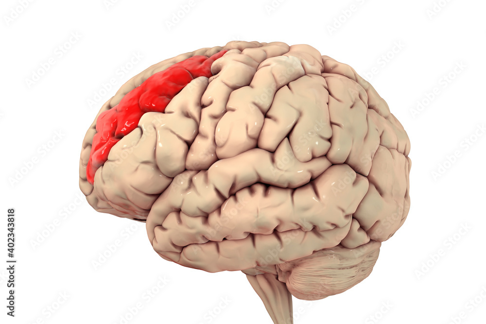 Human brain with highlighted middle frontal gyrus Human brain with highlighted middle frontal gyrus