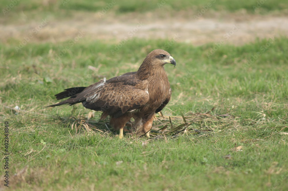 Black kite Milvus migrans on a meadow. Old Delhi. Delhi. India. Black kite Milvus migrans on a meadow. Old Delhi. Delhi. India.