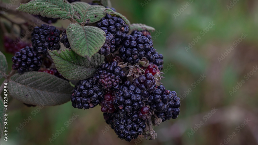 Image of a blackberry or brambleberry crop in Barragán Valle del Cauca. Image of a blackberry or brambleberry crop in Barragán Valle del Cauca.