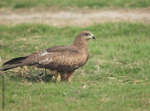 Black kite Milvus migrans on a meadow. Old Delhi. Delhi. India.