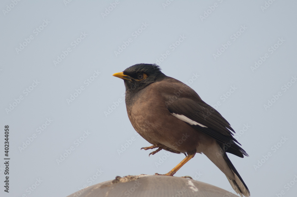 Common myna Acridotheres tristis resting. Old Delhi. Delhi. India. Common myna Acridotheres tristis resting. Old Delhi. Delhi. India.