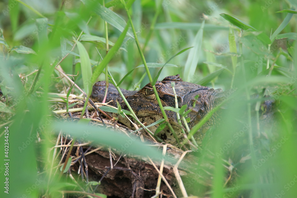 brown caiman viewed behind blurred green grass in Tortuguero National Park Costa Rica	
