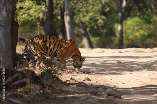 Photography Bengal tiger Panthera tigris tigris