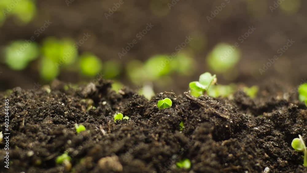 Growing Plants from Seeds in Time lapse, Fresh Green Cress Salad Sprout Timelapse. Nature spring season. Gardening agriculture food. Growing Plants from Seeds in Time lapse, Fresh Green Cress Salad Sprout Timelapse. Nature spring season. Gardening agriculture food.
