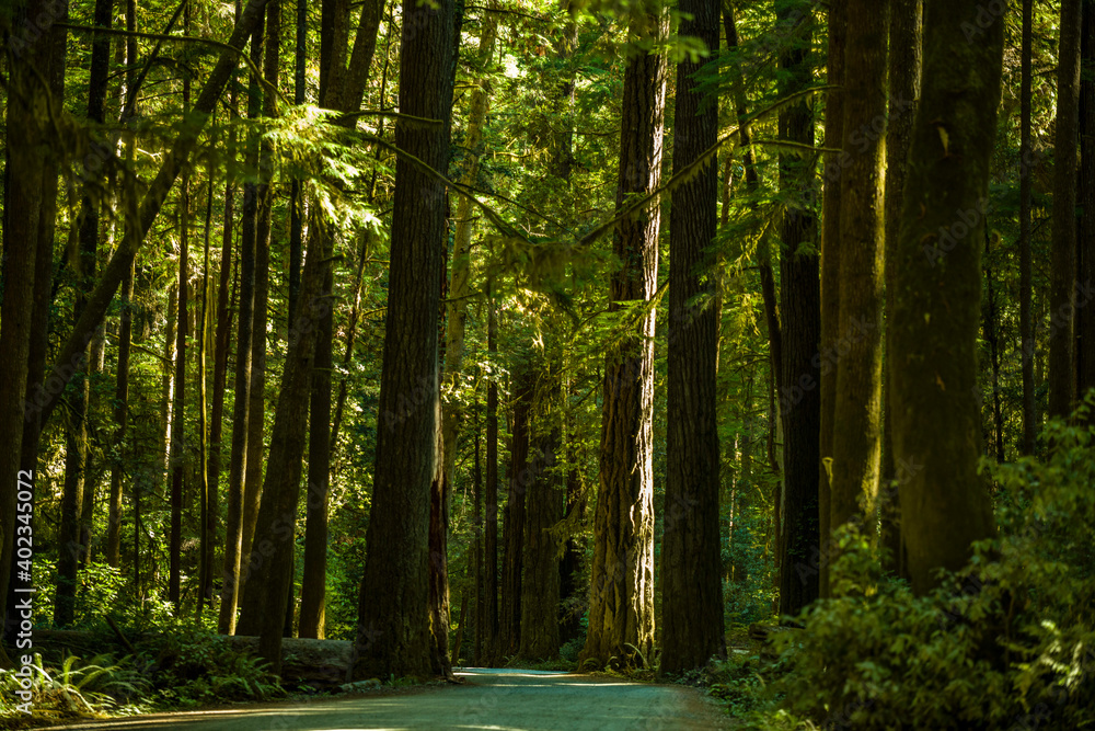 Fototapeta premium Forest view in Redwood National Park