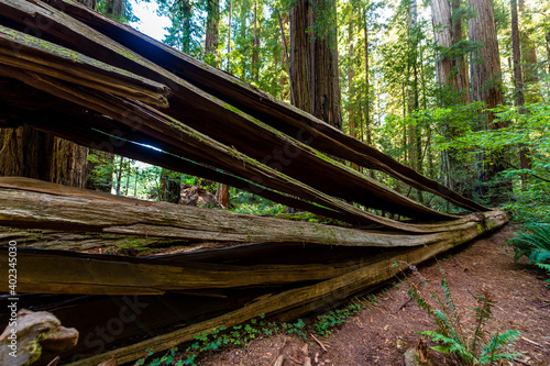 cracking truck in Redwood National Park