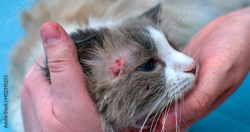 Allergic skin diseases in domestic cats. cat's wound from dermatitis. Skin diseases in cats. Cat pimples. Atypical dermatitis in a domestic cat. Feline Allergies in Cats