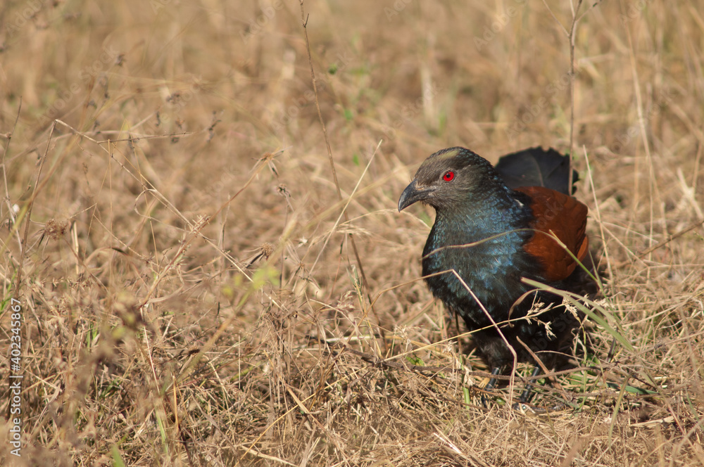 Greater coucal Centropus sinensis in the tall grass. Bandhavgarh National Park. Madhya Pradesh. India. Greater coucal Centropus sinensis in the tall grass. Bandhavgarh National Park. Madhya Pradesh. India.