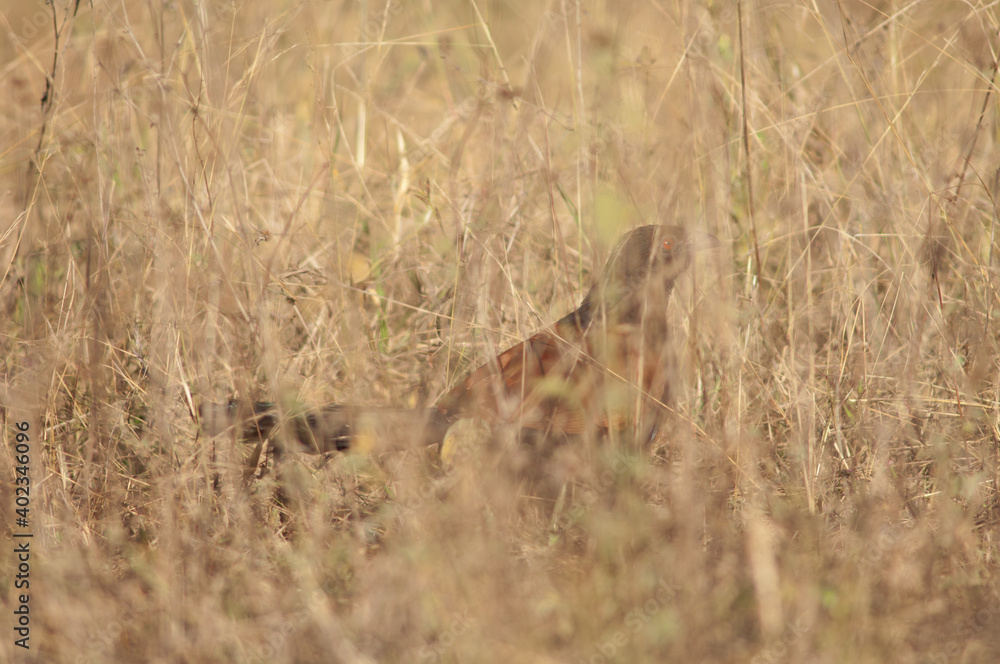 Greater coucal Centropus sinensis in the tall grass. Bandhavgarh National Park. Madhya Pradesh. India. Greater coucal Centropus sinensis in the tall grass. Bandhavgarh National Park. Madhya Pradesh. India.