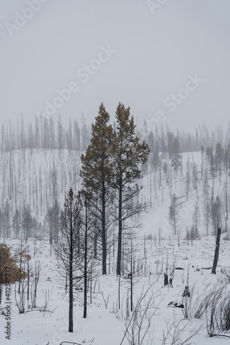 Recent Burn Area in Colorado photo