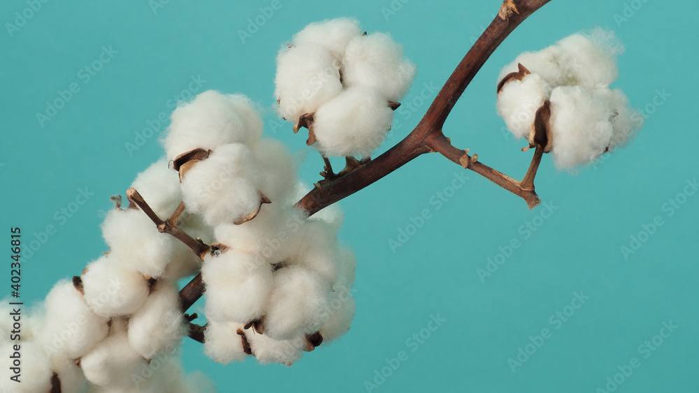 Cotton branch. Real delicate soft and gentle natural white cotton balls flower branches on light green background. Flowers composition. flat lay. top view. minimal style. Cotton branch. Real delicate soft and gentle natural white cotton balls flower branches on light green background. Flowers composition. flat lay. top view. minimal style.
